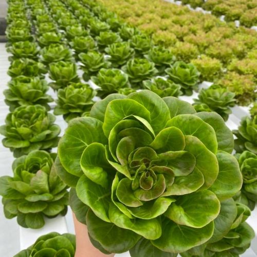 Hydroponic Farm (11)