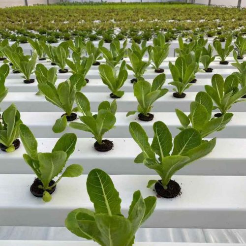 Hydroponic Farm (9)